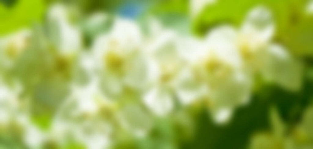 Greener Designs Landscaping