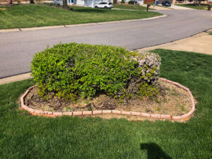 Greener Designs Lawn & landscaping Construction