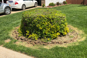 Greener Designs Lawn & landscaping Construction