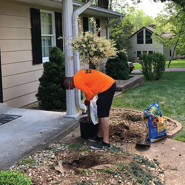 Trees-and-Plants-Landscaping---Greener-Designs-Lawn-and-Landscaping-Services-St.-Charles-MO
