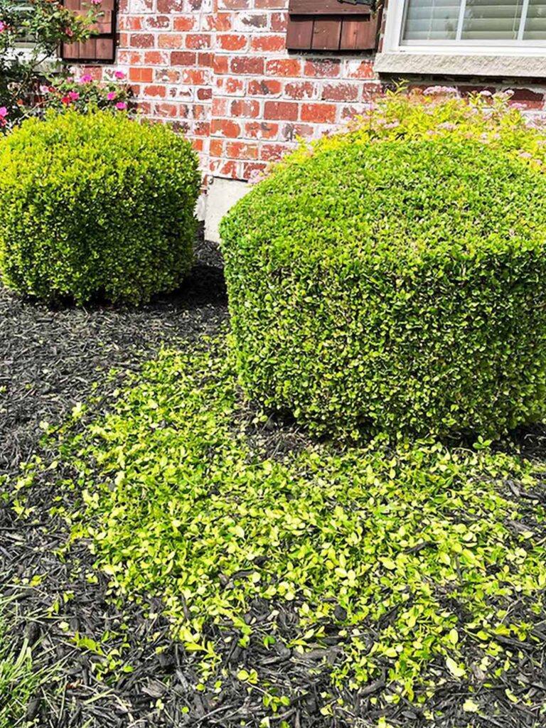 Shrub Trimming